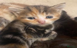 British Longhair cats for sale: 4 Beautiful tabby kittens - Image 21