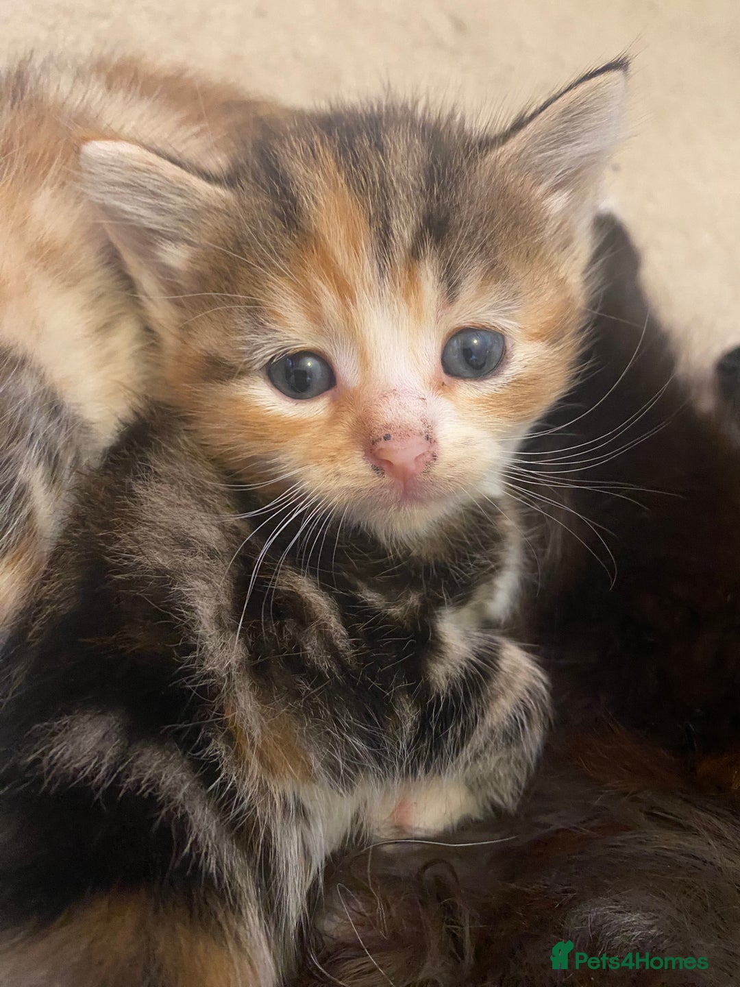 British Longhair cats for sale: 4 Beautiful tabby kittens - Image 21
