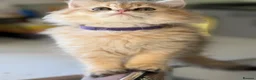 British Longhair cats for sale: British Longhair golden kittens TICA - Advert 9