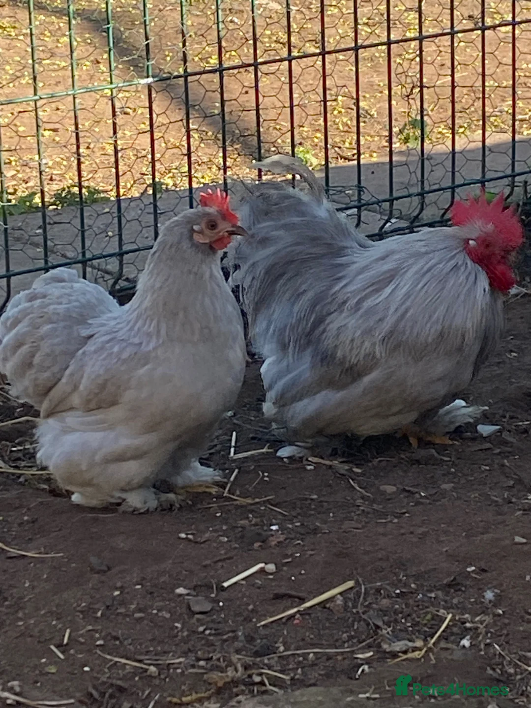 Chickens poultry for sale: Pure breed Peking Bantams for sale - Advert 2