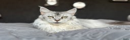 Maine Coon cats for sale: Registered russian pedigree silver maine coon girl - Advert 11