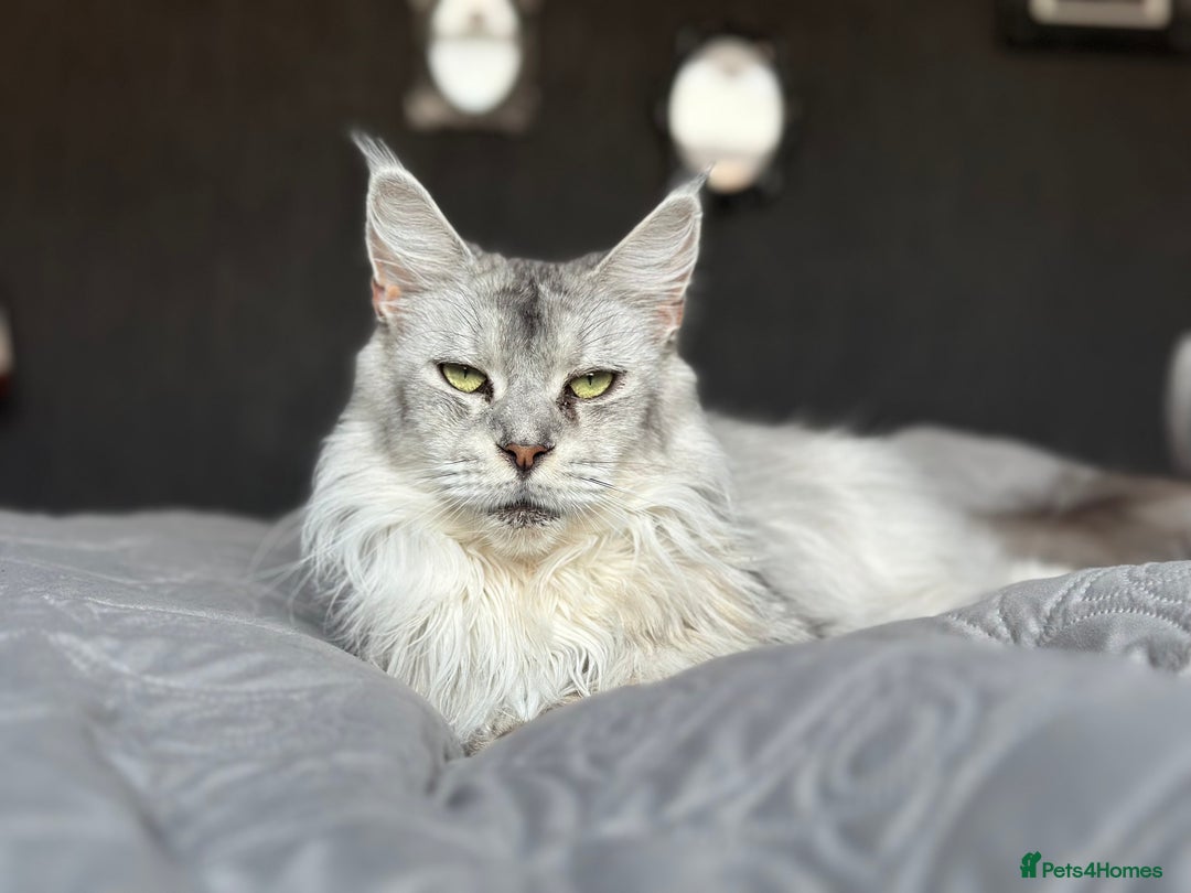 Maine Coon cats for sale: Registered russian pedigree silver maine coon girl - Advert 11