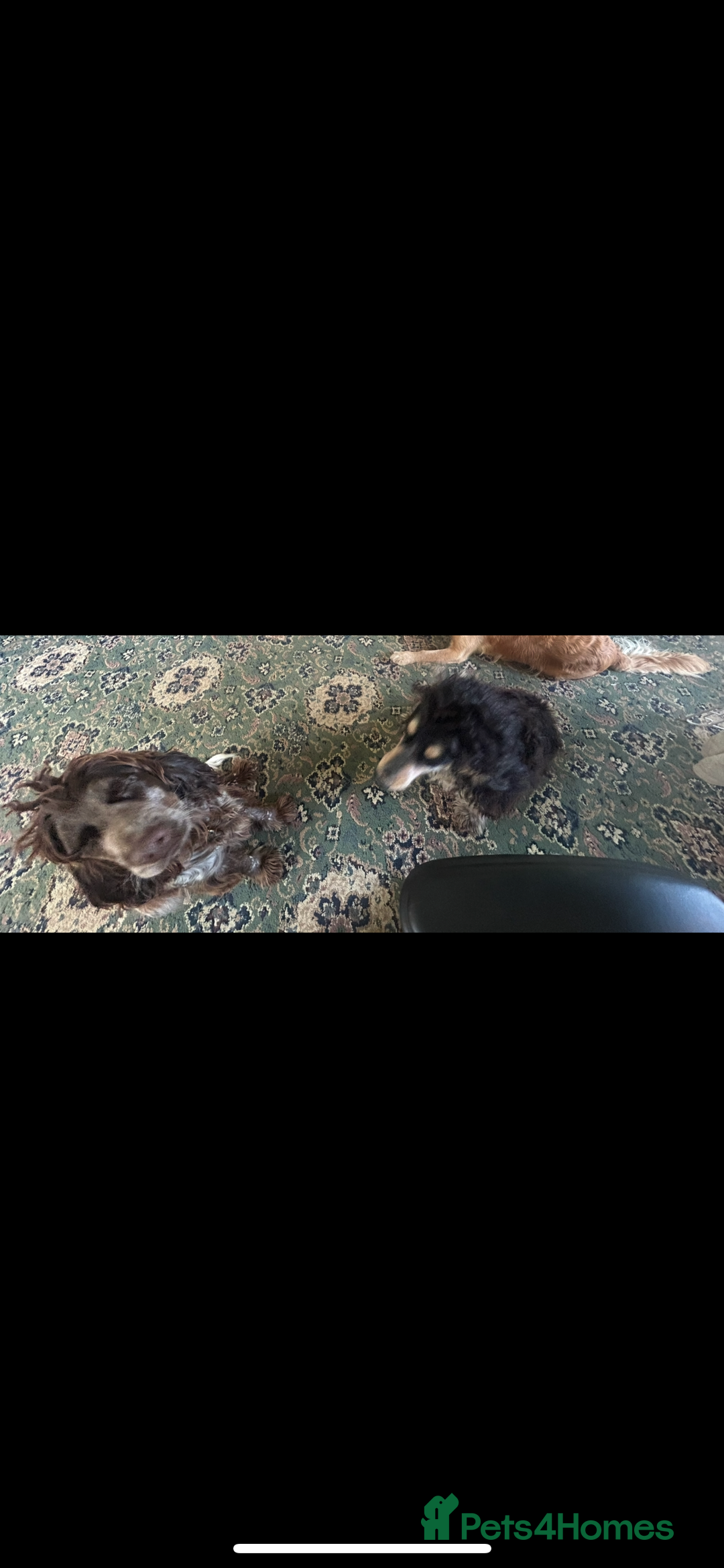 Cockapoo dogs for sale: Two puppies for sale under a year old  - Advert 4