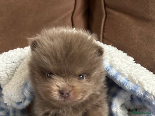 Pomeranian dogs BEAUTIFUL LILAC POMERANIANS - Advert 2