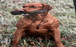 Labrador Retriever dogs for sale: FOX RED LABRADOR PUPPIES  - Image 6