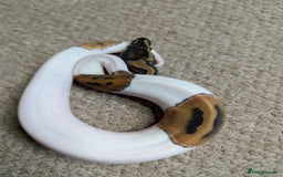 Python Snake reptiles for sale: 2025 Royal Python Hatchlings  - Image 3