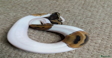 Python Snake reptiles - Advert 11