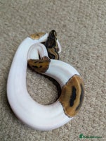 Python Snake reptiles - Advert 12