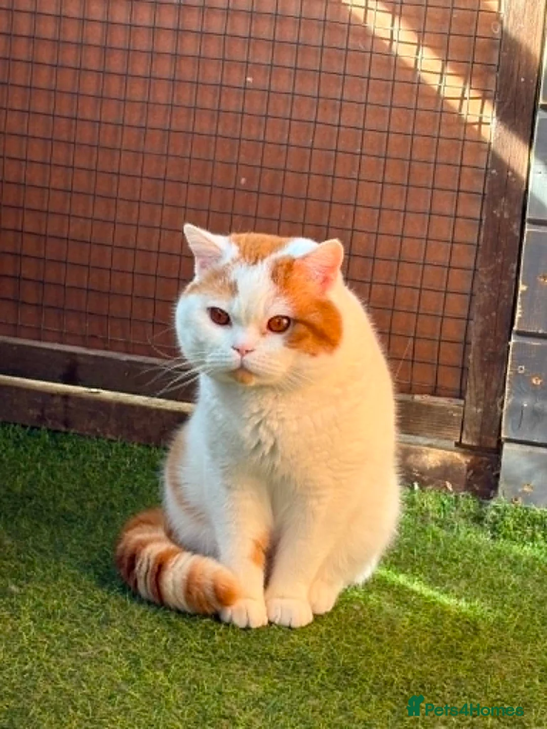 British Shorthair cats for sale: beautiful red and white girl bsh  - Advert 11