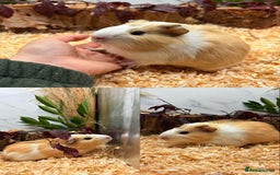 Guinea Pig rodents for sale: ✨Lots of Baby boy Guinea Pigs ✨🐹🩵 - Image 28