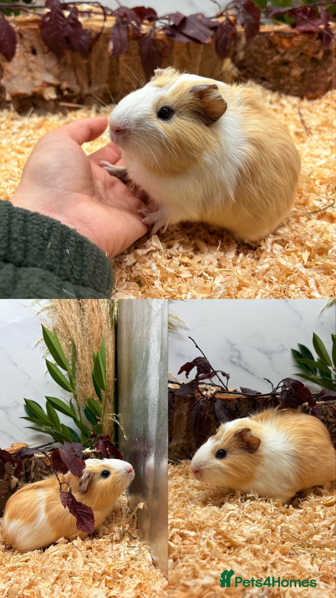 Guinea Pig rodents for sale: ✨Lots of Baby boy Guinea Pigs ✨🐹🩵 - Image 28