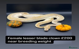 Python Snake reptiles for sale: Royal pythons for sale - Image 5