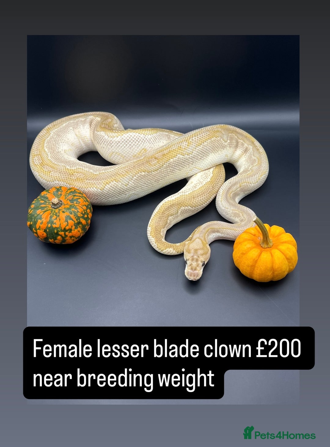 Python Snake reptiles for sale: Royal pythons for sale - Image 5