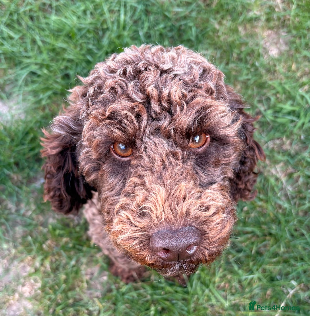 Miniature Poodle dogs for sale: Miniature Poodle  - Image 3
