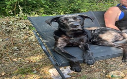 Mixed Breed dogs for adoption: Cane corso/ German shepherd  - Image 1