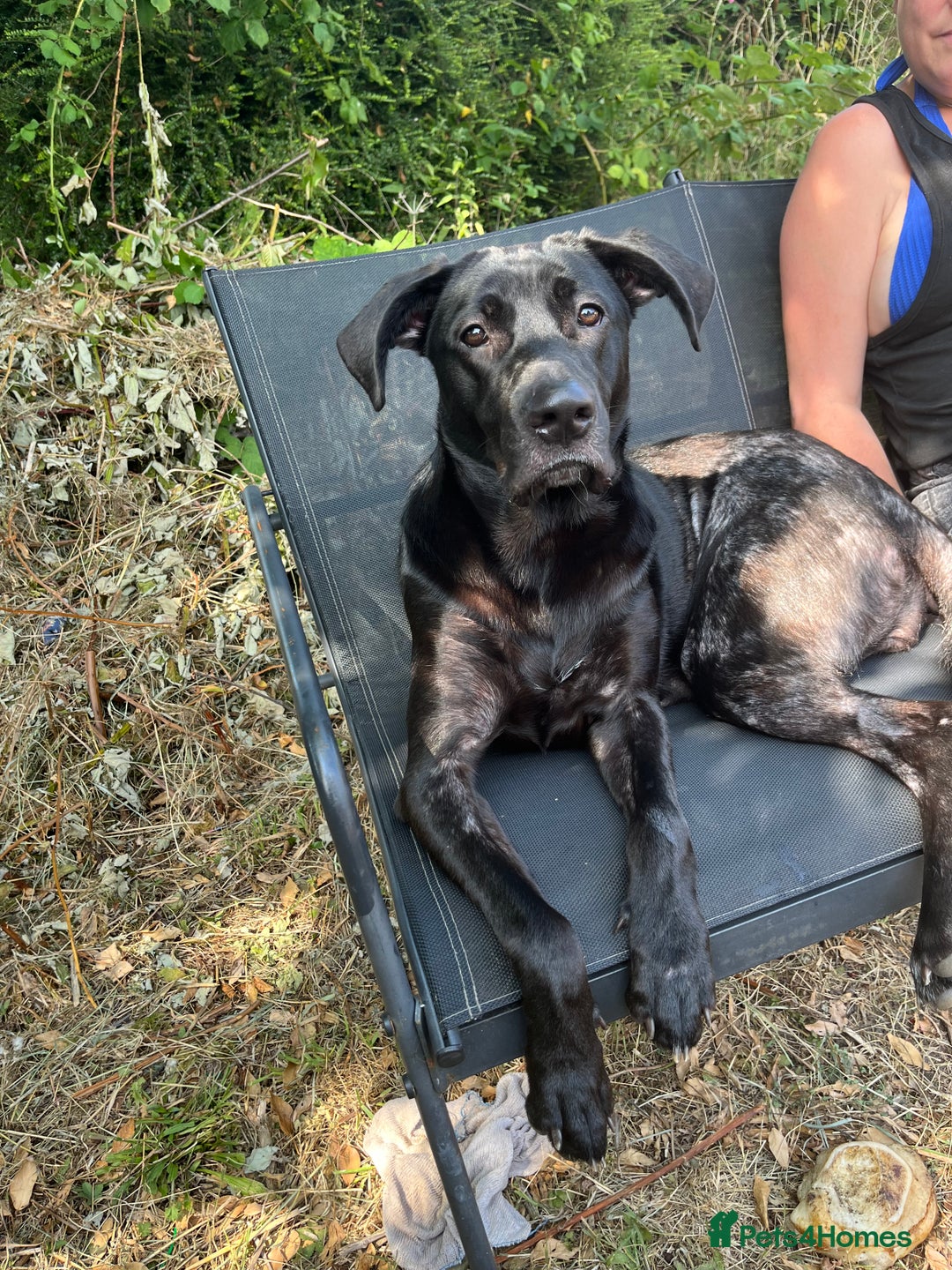 Mixed Breed dogs for adoption: Cane corso/ German shepherd  - Image 1