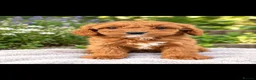 Cavapoo dogs for sale: Gorgeous Ruby Cavapoo Puppies  - Advert 4