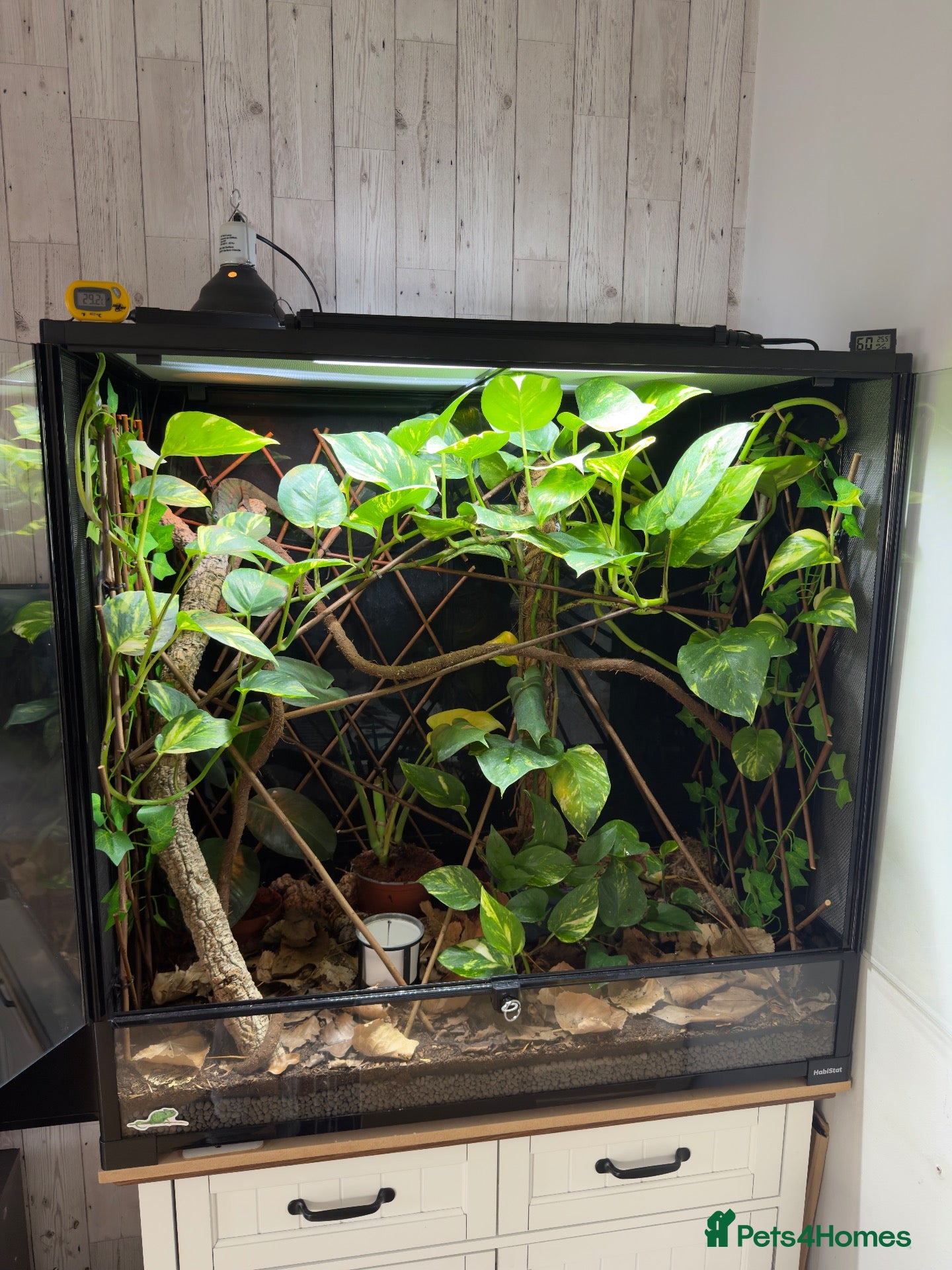 Chameleon reptiles Nosy be panther chameleon and full set up - Advert 2