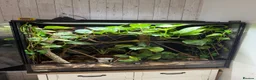 Chameleon reptiles for sale: Nosy be panther chameleon and full set up in Basildon - Advert 1