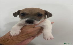 Jack Russell dogs for sale: 2 mini pure jack russel pups - Advert 7