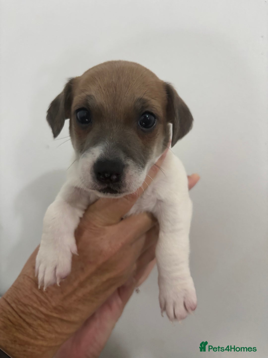 Jack Russell dogs for sale: 2 mini pure jack russel pups - Advert 7