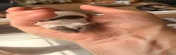 Mouse rodents for sale: 2 adorable mice for sale  - Advert 3