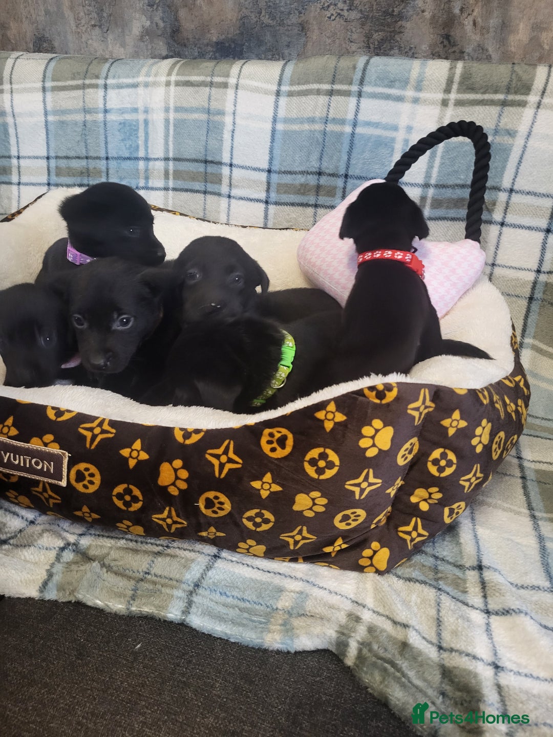 Labrador Retriever dogs for sale: KC registered Labrador Retriever puppies - Advert 6