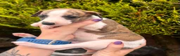 Whippet dogs for sale: One boy, Kennel club registered. - Advert 11