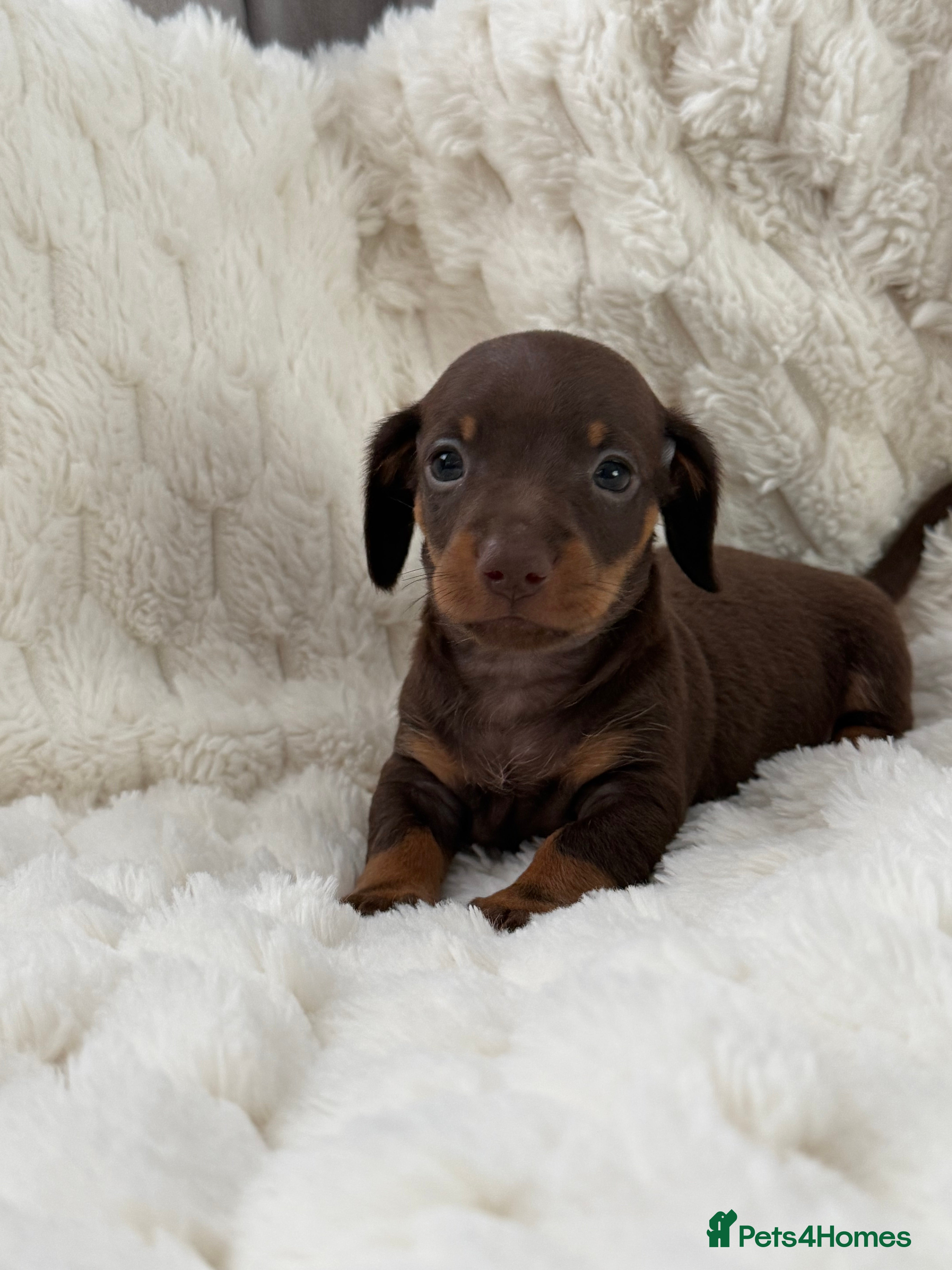 Miniature Dachshund dogs ❤️MINATURE DACHSHUND PUPPIES❤️ - Advert 2