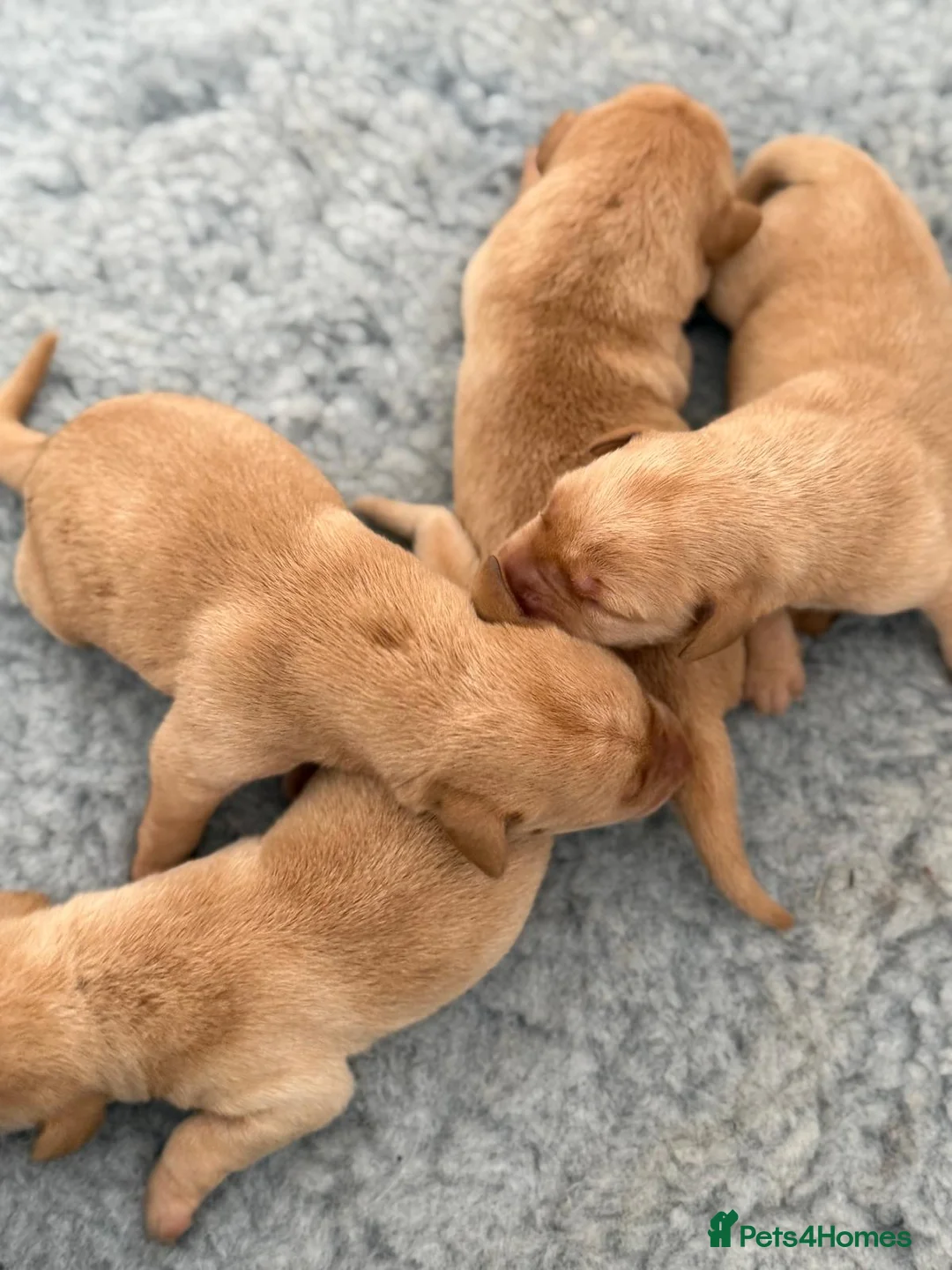 Labrador Retriever dogs for sale: 1st Class ⭐️⭐️⭐️⭐️⭐️ Licensed - Advert 1