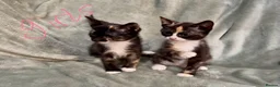 Mixed Breed cats for sale: 3 kittens looking for loving homes  - Advert 3