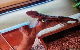 Dragon reptiles for sale: Bearded dragon - Image 5