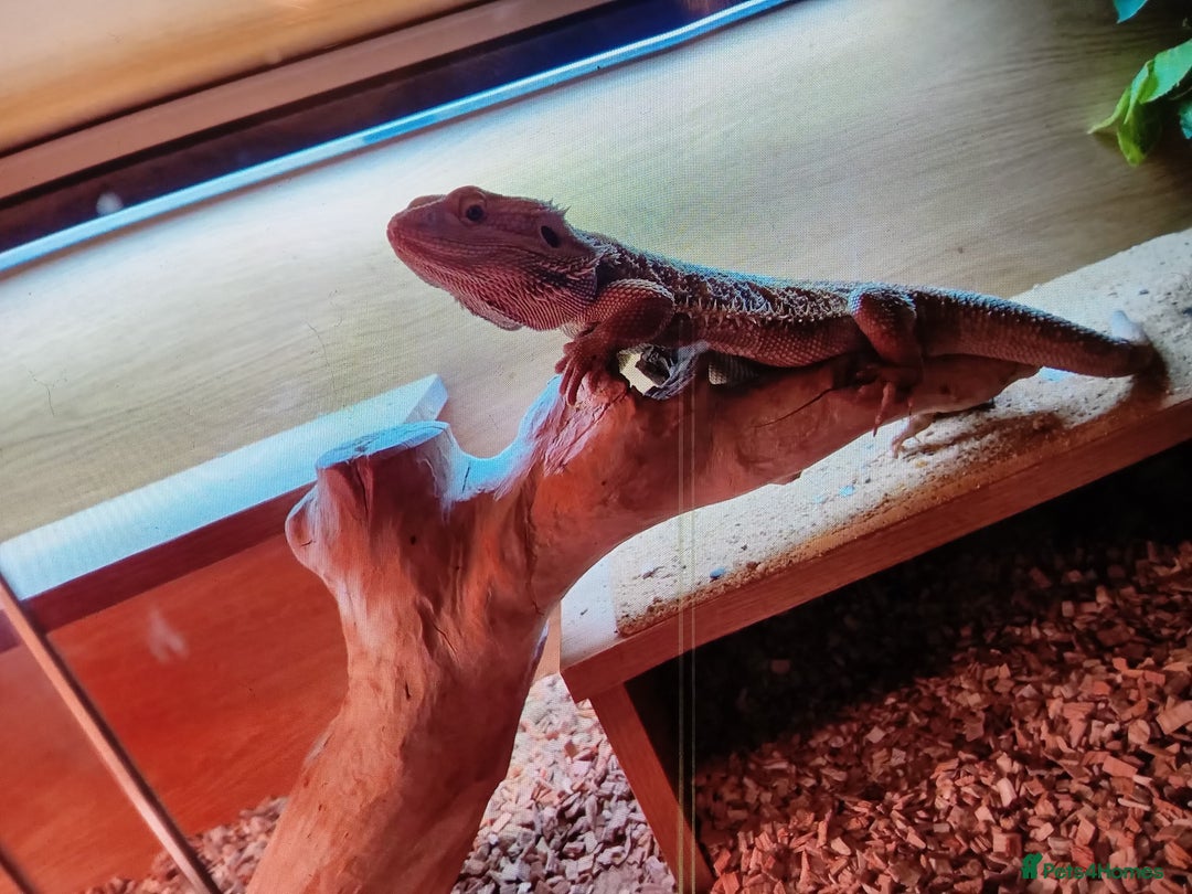 Dragon reptiles for sale: Bearded dragon - Image 5