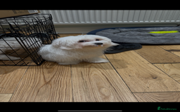 Maltese dogs for sale: URGENT ! maltese girl looking for new home  - Image 3