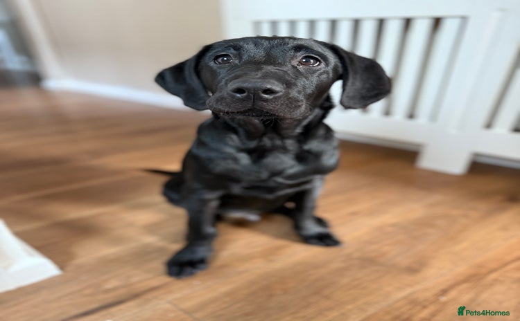 Labrador Retriever dogs Beautiful black Lab - Advert 9