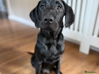 Labrador Retriever dogs Beautiful black Lab - Advert 11