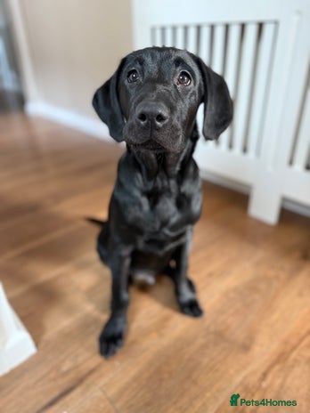 Labrador Retriever dogs Beautiful black Lab - Advert 9