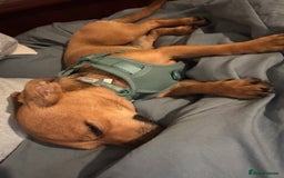 Chiweenie dogs for sale: Beautiful boy looking for forever home  - Image 3