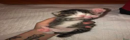 Mixed Breed cats for sale: 4 male cats (all have been named) - Advert 6
