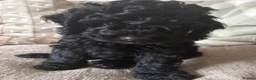 Cavapoo dogs for sale: Cavapoo puppies  - Advert 2