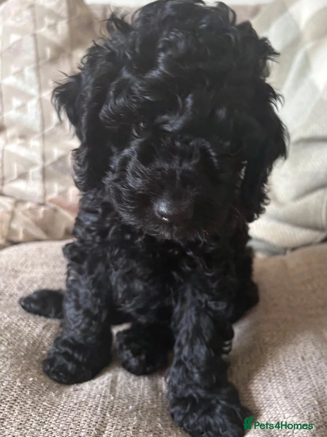 Cavapoo dogs for sale: Cavapoo puppies  - Advert 2