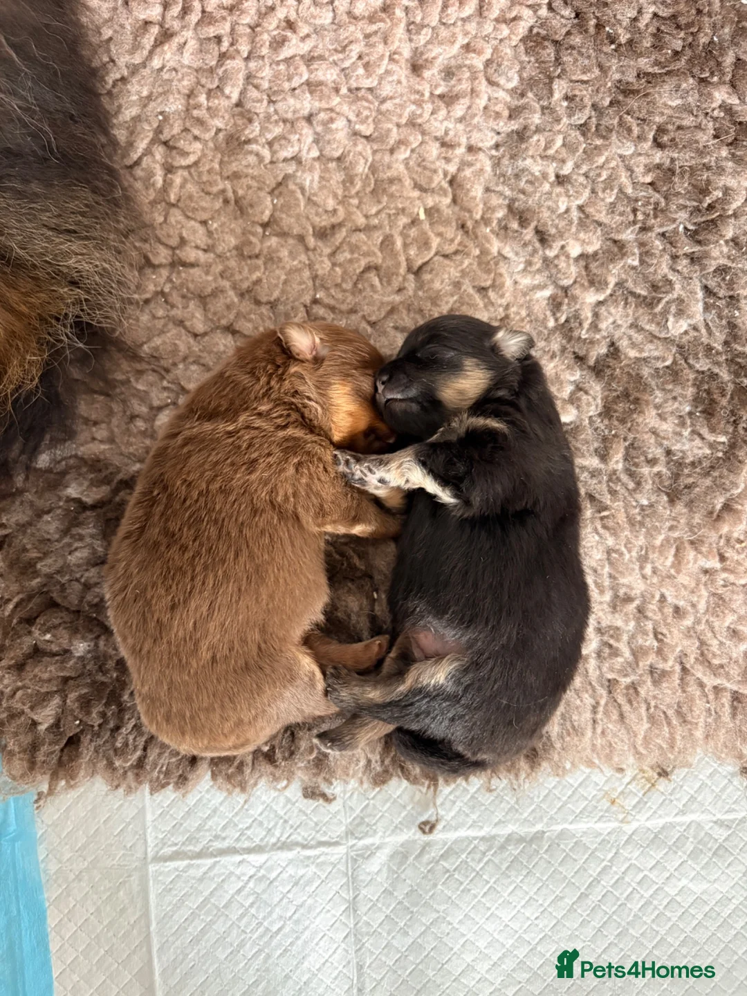 Pomeranian dogs for sale: Pomeranian girls  - Advert 6
