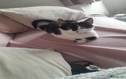 Mixed Breed cats for sale: Girl cat for sale - Image 2