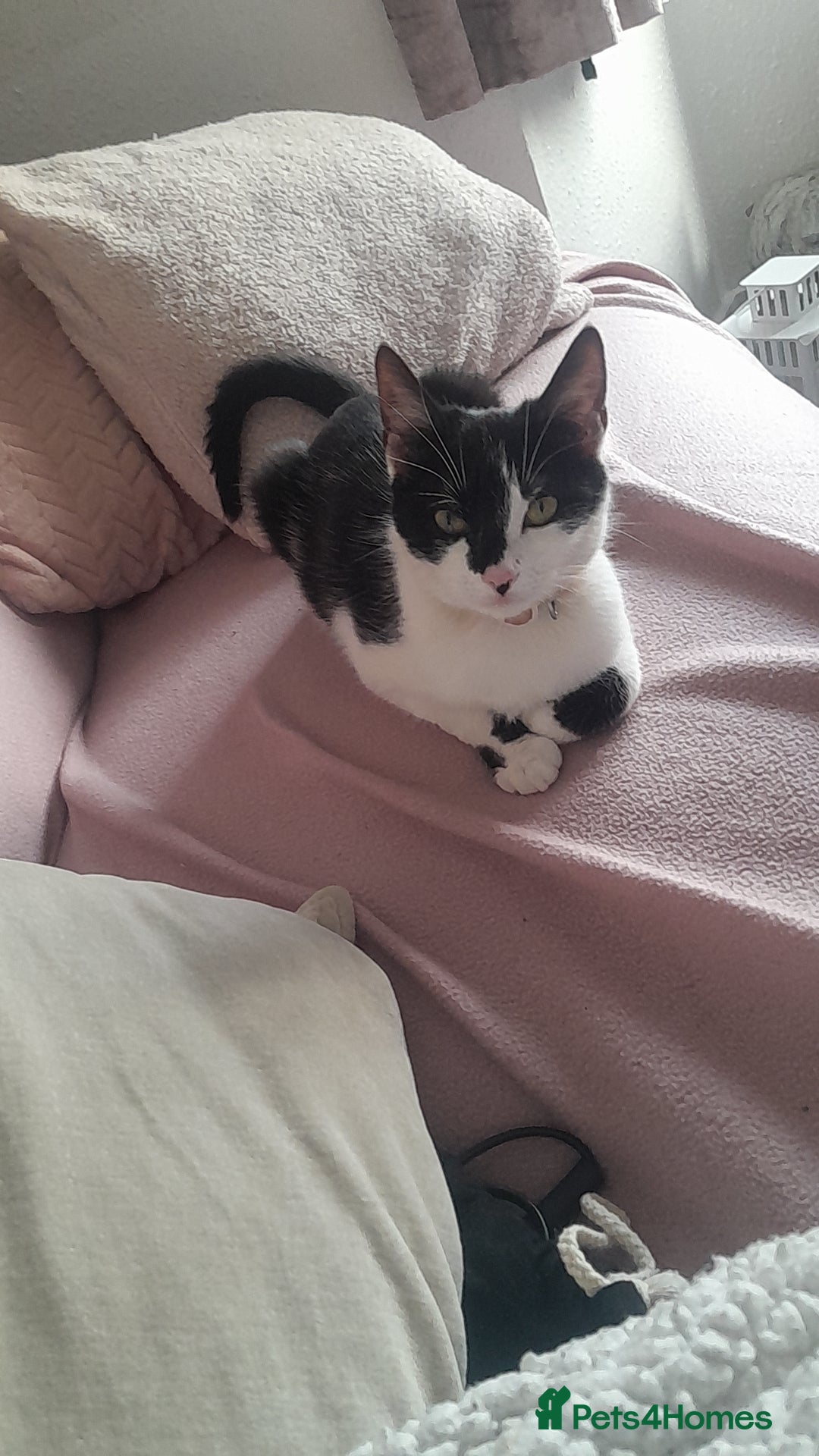 Mixed Breed cats for sale: Girl cat for sale - Image 2