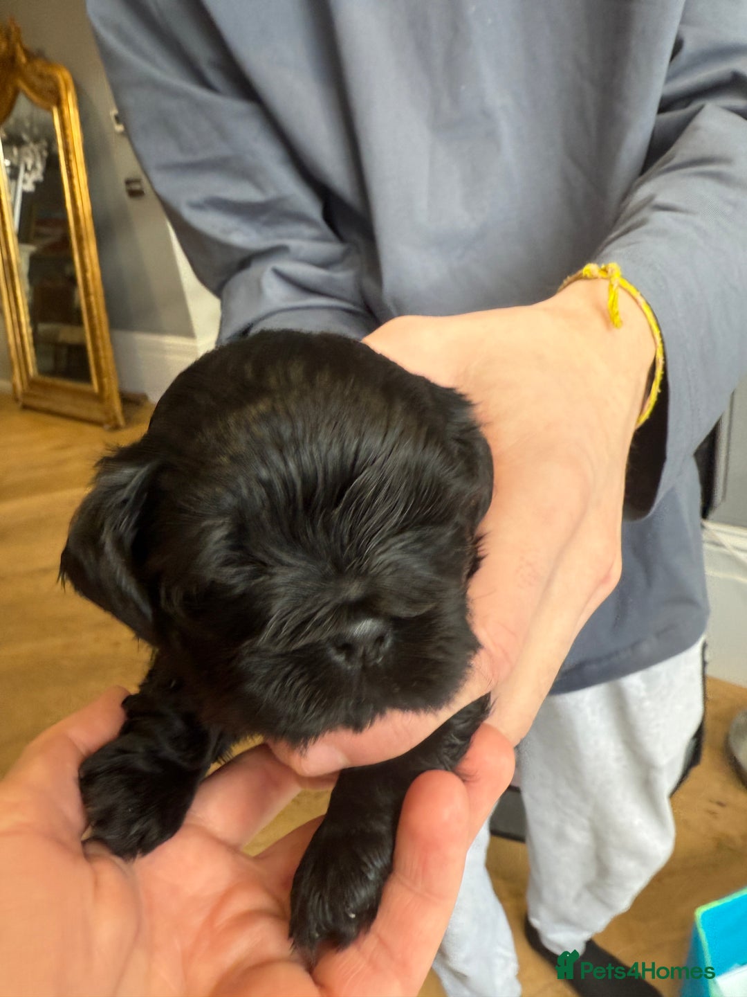 Shih Tzu dogs for sale: Shih Tzu Beauties, Imperial lines - Advert 9