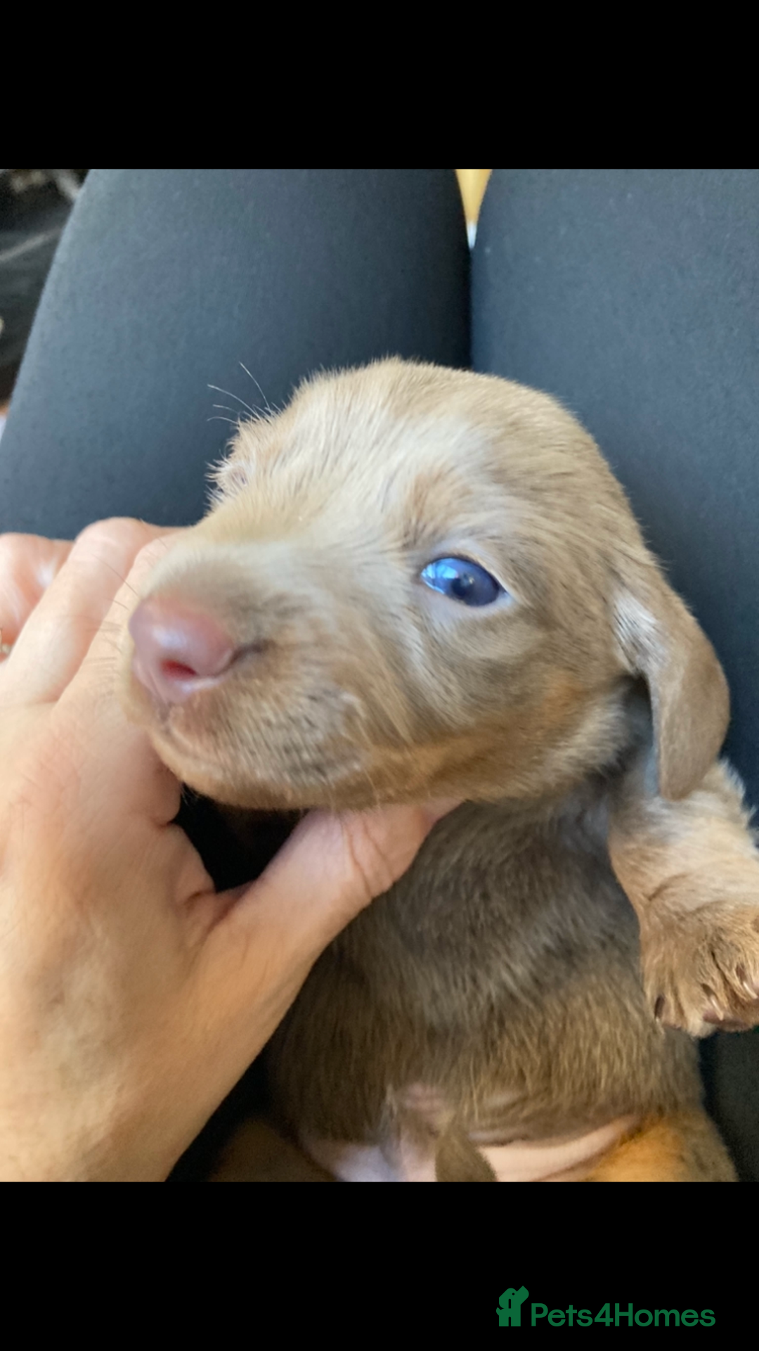 Dachshund dogs for sale: 2 miniature Dashhounds available  - Advert 6