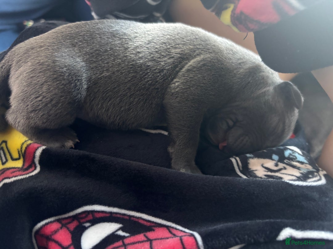 Staffordshire Bull Terrier dogs for sale: Gorgeous Staffordshire bull terrier puppies  - Advert 7