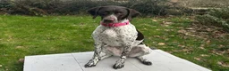 German Shorthaired Pointer dogs for sale: KC Registered German Shorthaired pointer puppies  - Advert 4