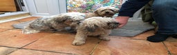 Lhasa Apso dogs for sale: Lhasa Apso puppies  - Advert 2