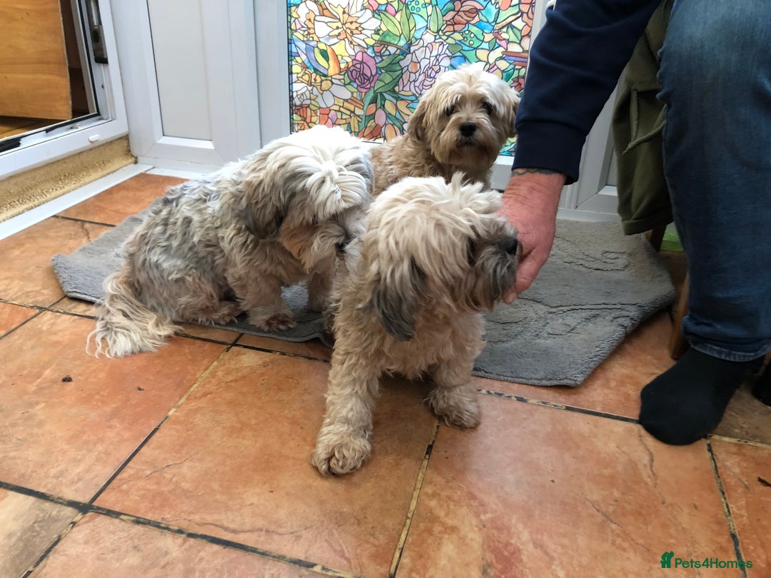 Lhasa Apso dogs for sale: Lhasa Apso puppies  - Advert 2